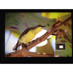 Cinnyris jugularis aurora