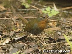 Scelorchilus rubecula