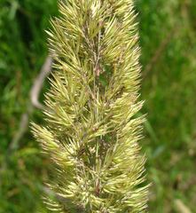 Calamagrostis pseudophragmites