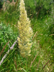Calamagrostis pseudophragmites