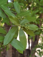 Bonellia macrocarpa