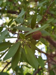 Bonellia macrocarpa