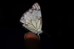 Belenois aurota image