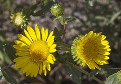 Grindelia