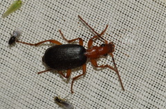 Brachinus crepitans
