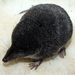 Mediterranean Water Shrew - Photo (c) David Perez, some rights reserved (CC BY)