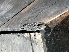 Tarentola mauritanica