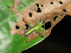Eumastax