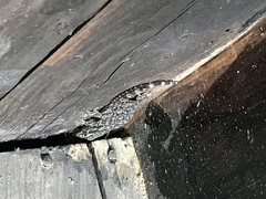 Tarentola mauritanica