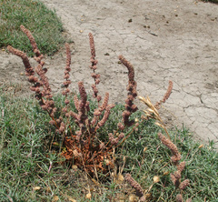 Psylliostachys spicata