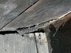 Tarentola mauritanica