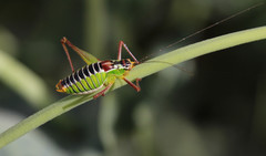 Poecilimon cretensis