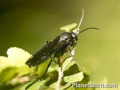 Elaphroptera nigripennis