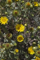Grindelia