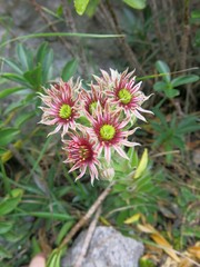 Sempervivum vicentei