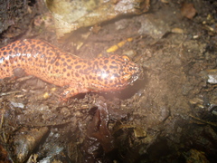 Pseudotriton ruber schencki