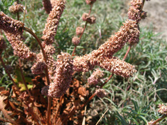Psylliostachys spicata