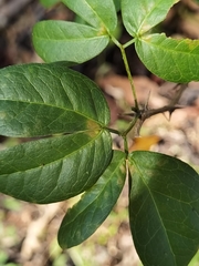 Pithecellobium lanceolatum