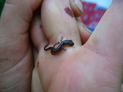 Plethodon teyahalee