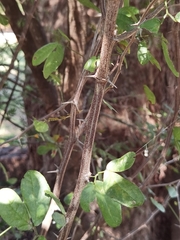 Pithecellobium lanceolatum