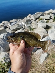 Lepomis cyanellus × gulosus