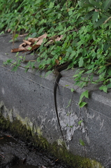 Elaphe quadrivirgata
