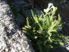 Polemonium brandegeei