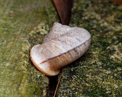 Cyclophorus malayanus