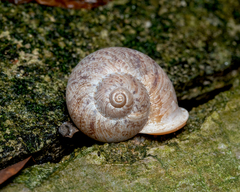 Cyclophorus malayanus
