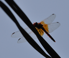 Sympetrum speciosum