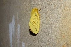 Chrysopsyche imparilis