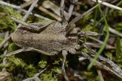 Odiellus troguloides