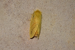 Chrysopsyche imparilis