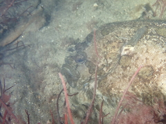 Zeugopterus punctatus