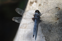 Orthetrum melania melania