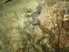 Zeugopterus punctatus