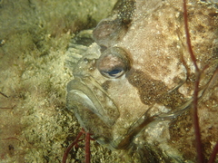 Zeugopterus punctatus