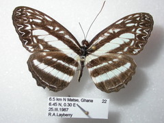 Pseudoneptis bugandensis ianthe