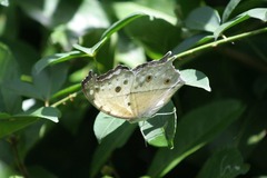 Protogoniomorpha parhassus
