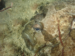 Zeugopterus punctatus