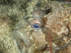 Zeugopterus punctatus