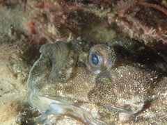 Zeugopterus punctatus