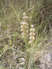 Disperis renibractea