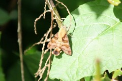 Macroglossum trochilus