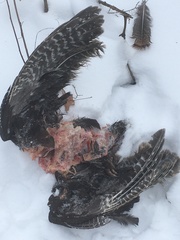 Meleagris gallopavo