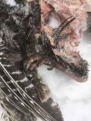 Meleagris gallopavo