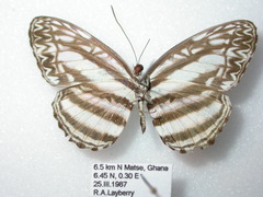 Pseudoneptis bugandensis ianthe