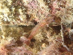 Eualus
