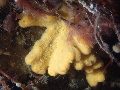 Axinella damicornis