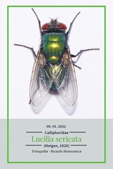 Lucilia sericata